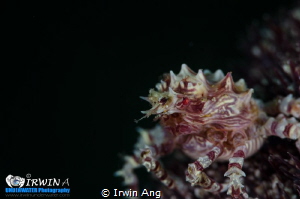 C A N D Y 
Candy crab (Hoplophrys)
Anilao, Philippines.... by Irwin Ang 